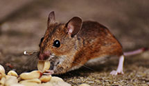 24 Hour & Emergency Exterminators in Crestview Terrace, IL